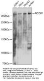 NCOR1 Antibody