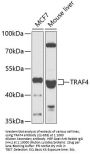 TRAF4 Antibody