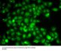 TRAF4 Antibody
