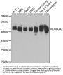 DNAJA2 Antibody
