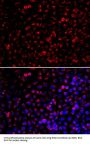 ENOX2 Antibody