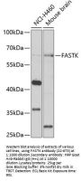 FASTK Antibody