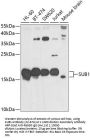 SUB1 Antibody