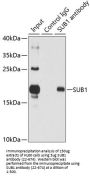 SUB1 Antibody