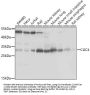 CLIC4 Antibody