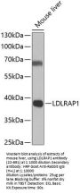 LDLRAP1 Antibody