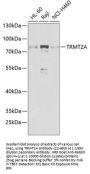 TRMT2A Antibody