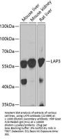 LAP3 Antibody