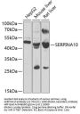 SERPINA10 Antibody