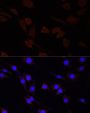 SERPINA10 Antibody