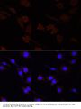 SERPINA10 Antibody
