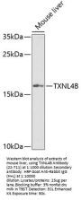 TXNL4B Antibody