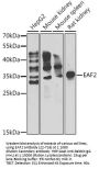 EAF2 Antibody