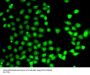 EAF2 Antibody