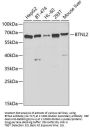 BTNL2 Antibody