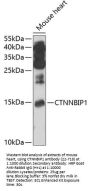 CTNNBIP1 Antibody