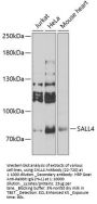 SALL4 Antibody