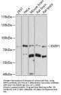 RXFP1 Antibody