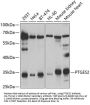 PTGES2 Antibody