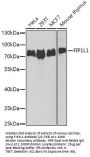 FIP1L1 Antibody