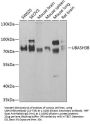 UBASH3B Antibody