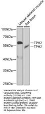 TPH2 Antibody