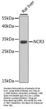 NCR3 Antibody