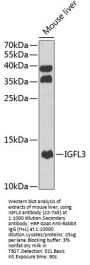 IGFL3 Antibody