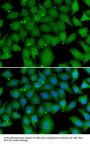 BCL2L15 Antibody