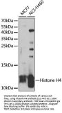 Histone H4 Antibody