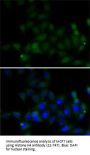 Histone H4 Antibody