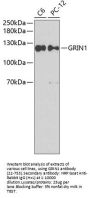 GRIN1 Antibody