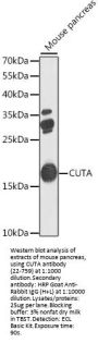 CUTA Antibody