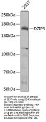 DZIP3 Antibody