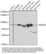 ELMO3 Antibody