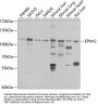 EPHA2 Antibody