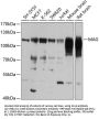 MAG Antibody