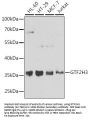 GTF2H3 Antibody