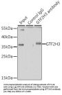 GTF2H3 Antibody
