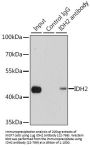 IDH2 Antibody