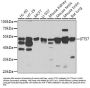 IFT57 Antibody
