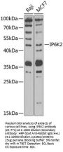 IP6K2 Antibody