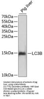 LC3B Antibody, KO Validated