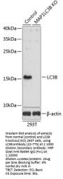 LC3B Antibody, KO Validated