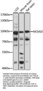 MCM10 Antibody