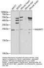 N6AMT1 Antibody