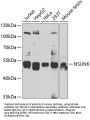 NSUN6 Antibody