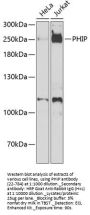 PHIP Antibody