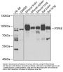 PTPRE Antibody