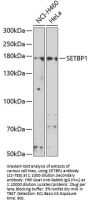 SETBP1 Antibody